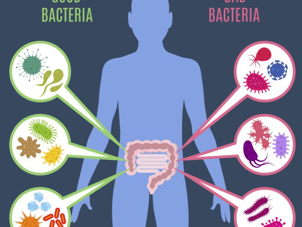 Good bacteria and bad bacteria infographic